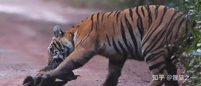 Lửng mật đơn độc đối đầu hai hổ con giữa rừng Ấn Độ: Cuộc chạm trán gây kinh ngạc và câu chuyện về loài động vật không biết sợ- Ảnh 3.