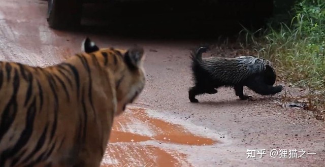 Lửng mật đơn độc đối đầu hai hổ con giữa rừng Ấn Độ: Cuộc chạm trán gây kinh ngạc và câu chuyện về loài động vật không biết sợ- Ảnh 5.