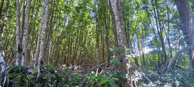 Cà Mau sau hợp nhất: Khát vọng hóa rồng từ vùng cực Nam Tổ quốc- Ảnh 7.