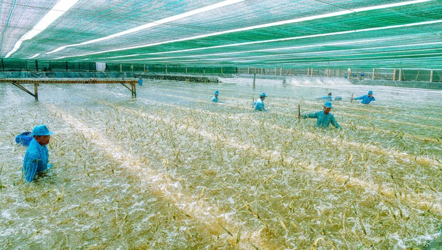 Cà Mau sau hợp nhất: Khát vọng hóa rồng từ vùng cực Nam Tổ quốc- Ảnh 3.