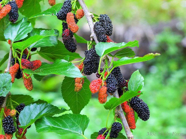 Ca sĩ Hồng Nhung U60 trẻ trung, rạng rỡ bất chấp bệnh tật: Sáng nào cũng ăn 1 loại quả dân dã bổ khí huyết vườn nhà đầy ăm ắp- Ảnh 8.