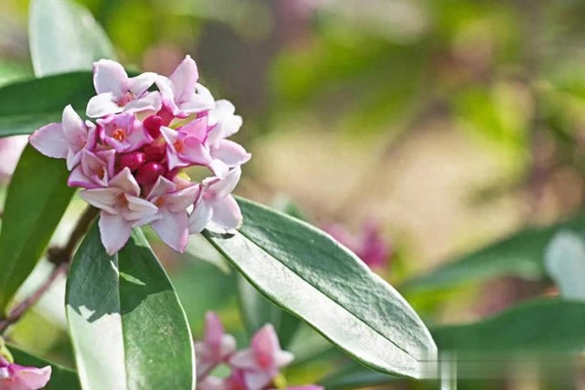 5 loại hoa thanh lọc không khí trong nhà- Ảnh 1. 5 loại hoa thanh lọc không khí trong nhà- Ảnh 1.