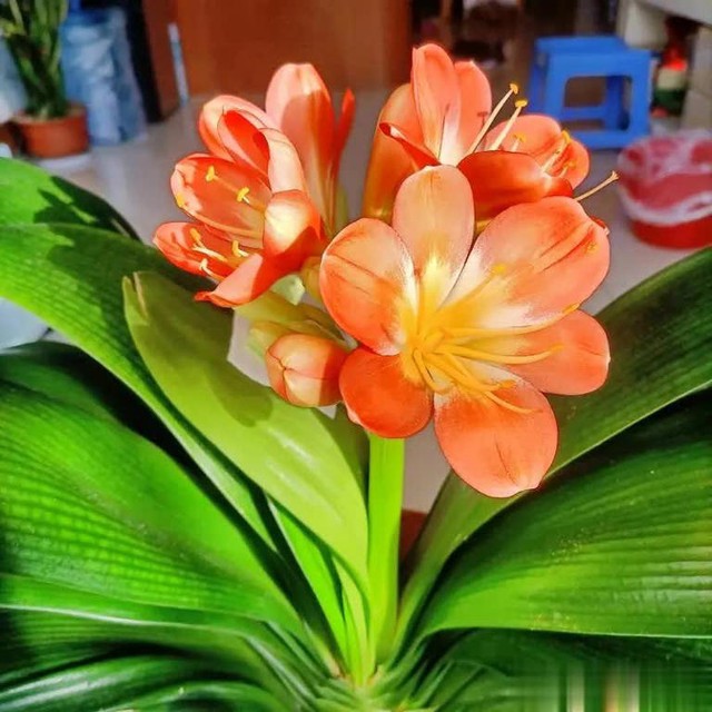 5 loại hoa thanh lọc không khí trong nhà- Ảnh 3. 5 loại hoa thanh lọc không khí trong nhà- Ảnh 3.