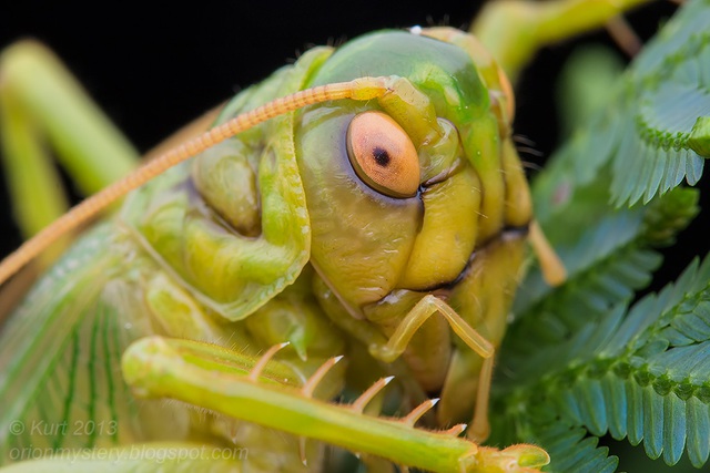 Bí ẩn loài dế biết nhả tơ như nhện: Hành vi kỳ lạ làm khoa học phải kinh ngạc- Ảnh 2.