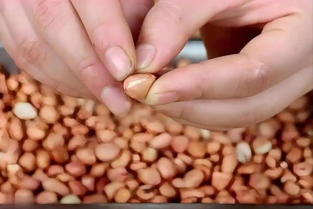 4 loại hạt có thể chứa độc tố aflatoxin "phá gan" cực mạnh- Ảnh 1.