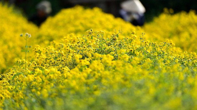 2 lo&agrave;i hoa vừa thanh lọc kh&ocirc;ng kh&iacute;, vừa h&uacute;t t&agrave;i lộc: Tết n&agrave;y kh&ocirc;ng thể thiếu trong nh&agrave;- Ảnh 2.