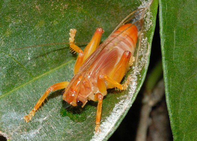 Bí ẩn loài dế biết nhả tơ như nhện: Hành vi kỳ lạ làm khoa học phải kinh ngạc- Ảnh 4.