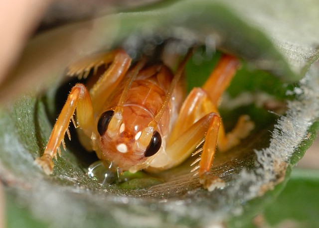 Bí ẩn loài dế biết nhả tơ như nhện: Hành vi kỳ lạ làm khoa học phải kinh ngạc- Ảnh 3.
