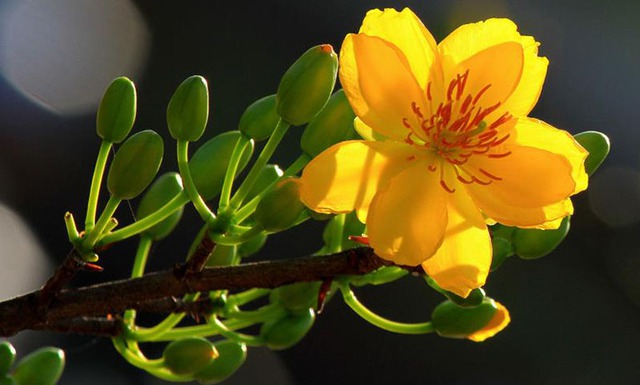 2 lo&agrave;i hoa vừa thanh lọc kh&ocirc;ng kh&iacute;, vừa h&uacute;t t&agrave;i lộc: Tết n&agrave;y kh&ocirc;ng thể thiếu trong nh&agrave;- Ảnh 1.