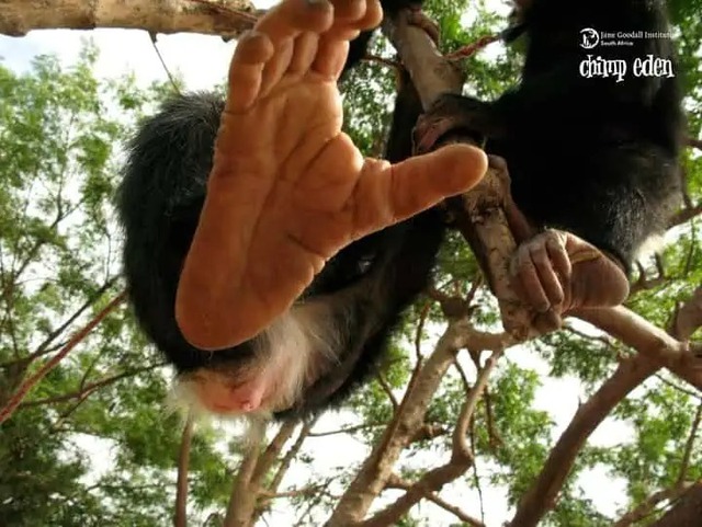 Tại sao con người mất khả năng cử động từng ngón chân riêng biệt?- Ảnh 2. Tại sao con người mất khả năng cử động từng ngón chân riêng biệt?- Ảnh 2.