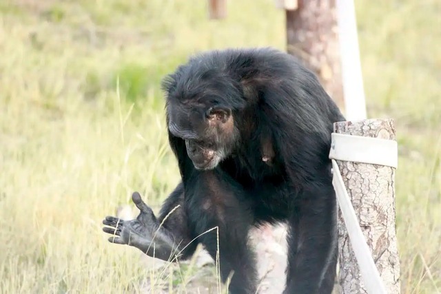 Tại sao con người mất khả năng cử động từng ngón chân riêng biệt?- Ảnh 1. Tại sao con người mất khả năng cử động từng ngón chân riêng biệt?- Ảnh 1.