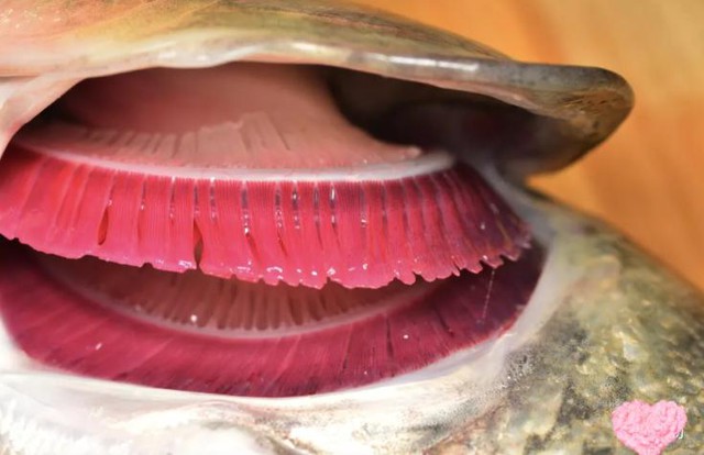 3 loại cá đầy ký sinh trùng người bán chẳng bao giờ ăn- Ảnh 3. 3 loại cá đầy ký sinh trùng người bán chẳng bao giờ ăn- Ảnh 3.