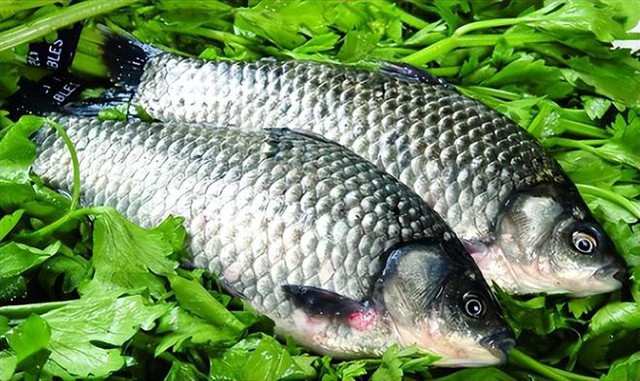 4 loại c&aacute; dễ chứa "ổ s&aacute;n", chủ sạp b&aacute;n cũng ngại ăn- Ảnh 2.