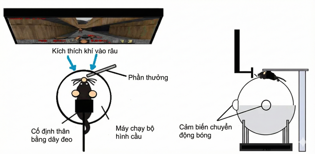 C&aacute;c nh&agrave; khoa học đ&atilde; dạy được chuột chơi Doom- Ảnh 2.