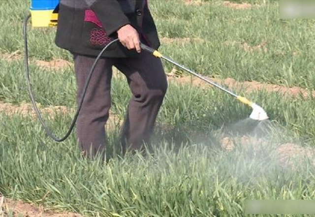 9 loại rau quen thuộc của người Việt dễ ngậm nhiều thuốc trừ s&acirc;u nhất, muốn ăn phải biết c&aacute;ch rửa- Ảnh 1.