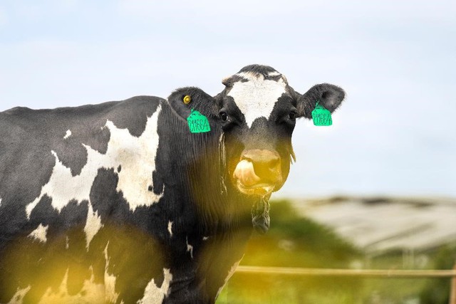 Giải m&atilde; &ldquo;4 chốt chặn&rdquo; gi&uacute;p Vinamilk Green Farm A2 trở th&agrave;nh sữa tươi đầu ti&ecirc;n tại Ch&acirc;u &Aacute; đạt Clean Label Project khắt khe hơn FDA- Ảnh 1.