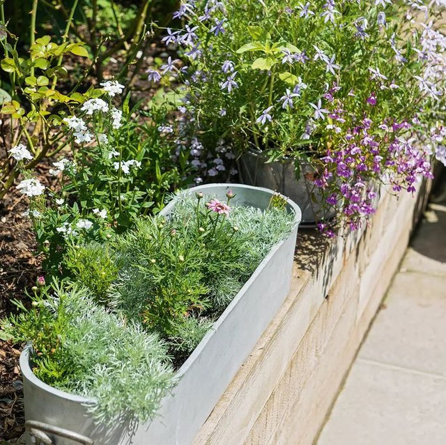 Trồng c&acirc;y ban c&ocirc;ng kỵ nhất 5 sai lầm n&agrave;y: Tiếc l&agrave; nhiều gia chủ chẳng mấy quan t&acirc;m- Ảnh 1.