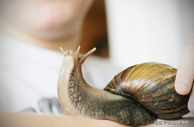 Mỹ tốn triệu đ&ocirc; bất lực trước ốc s&ecirc;n ch&acirc;u Phi, Trung Quốc t&igrave;m ra c&aacute;ch biến "kẻ x&acirc;m lăng" th&agrave;nh mỏ v&agrave;ng kinh tế- Ảnh 2.