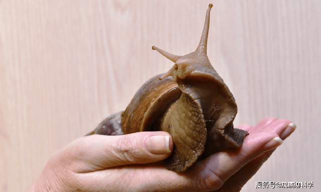 Mỹ tốn triệu đ&ocirc; bất lực trước ốc s&ecirc;n ch&acirc;u Phi, Trung Quốc t&igrave;m ra c&aacute;ch biến "kẻ x&acirc;m lăng" th&agrave;nh mỏ v&agrave;ng kinh tế- Ảnh 3.