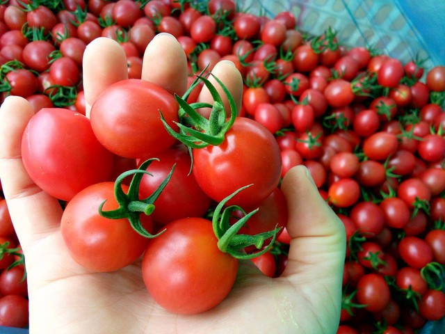 Loại c&agrave; chua n&agrave;y gi&uacute;p chống 6 loại ung thư, nhưng ăn sai c&aacute;ch chẳng kh&aacute;c n&agrave;o &ldquo;tự hại th&acirc;n&rdquo;, th&egrave;m mấy cũng n&ecirc;n tr&aacute;nh- Ảnh 2.