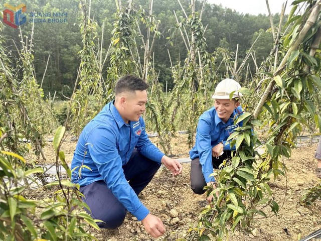 Ph&aacute;t huy vai tr&ograve; đồng h&agrave;nh của tổ chức Đo&agrave;n trong hỗ trợ thanh ni&ecirc;n lập nghiệp, khởi nghiệp, ph&aacute;t triển kinh tế ở x&atilde; Ba Chẽ- Ảnh 4.