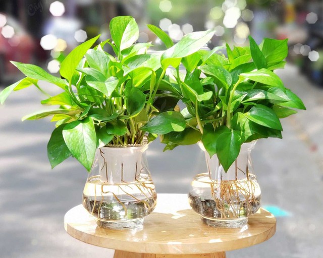 Muỗi sẽ v&agrave;o nh&agrave; nếu bạn đang trồng 4 loại c&acirc;y quen thuộc n&agrave;y- Ảnh 3.