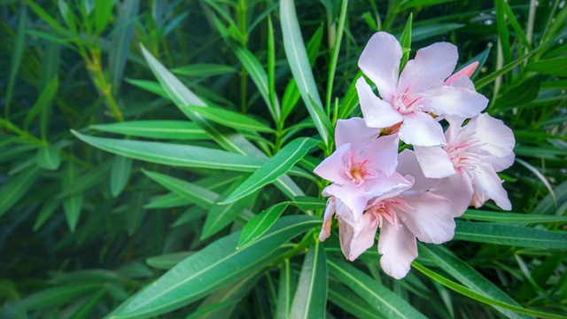 5 loại c&acirc;y kh&ocirc;ng n&ecirc;n trồng trong nh&agrave;: Mang vận rủi, thậm ch&iacute; g&acirc;y nguy hiểm cho sức khỏe- Ảnh 2.