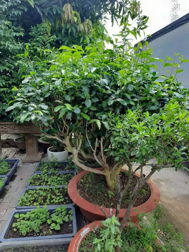 3 loại c&acirc;y n&ecirc;n trồng v&agrave;o năm 2026: Vừa l&agrave;m thuốc qu&yacute; vừa h&uacute;t sinh kh&iacute;, t&agrave;i lộc v&agrave;o nh&agrave;- Ảnh 1.