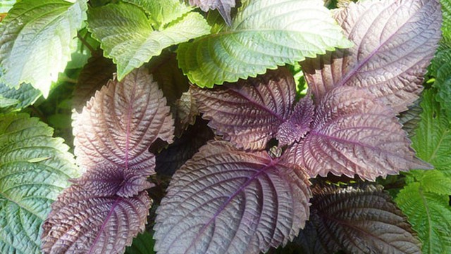 3 loại c&acirc;y n&ecirc;n trồng v&agrave;o năm 2026: Vừa l&agrave;m thuốc qu&yacute; vừa h&uacute;t sinh kh&iacute;, t&agrave;i lộc v&agrave;o nh&agrave;- Ảnh 3.