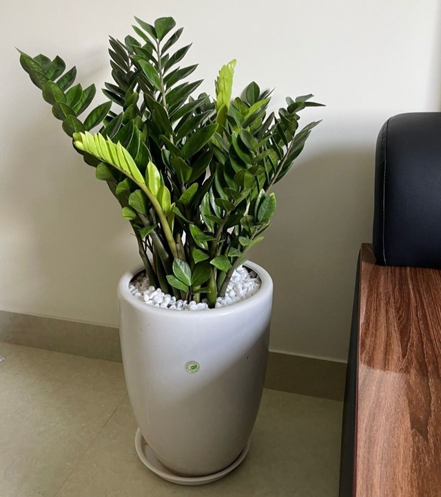 Không phải ngẫu nhiên 10 nhà khá giả thì 9 nhà đặt cây ở phòng khách: 5 loại cây mang tới vượng khí, tốt cho sức khỏe- Ảnh 3. Không phải ngẫu nhiên 10 nhà khá giả thì 9 nhà đặt cây ở phòng khách: 5 loại cây mang tới vượng khí, tốt cho sức khỏe- Ảnh 3.