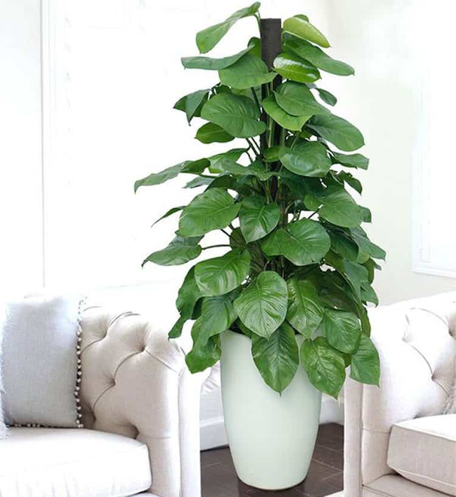 Không phải ngẫu nhiên 10 nhà khá giả thì 9 nhà đặt cây ở phòng khách: 5 loại cây mang tới vượng khí, tốt cho sức khỏe- Ảnh 2. Không phải ngẫu nhiên 10 nhà khá giả thì 9 nhà đặt cây ở phòng khách: 5 loại cây mang tới vượng khí, tốt cho sức khỏe- Ảnh 2.