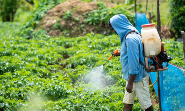 12 loại rau quả ngậm nhiều độc tố nhất năm 2025 được c&ocirc;ng bố, 2 c&aacute;i t&ecirc;n quen thuộc lần đầu xuất hiện g&acirc;y lo ngại- Ảnh 1.