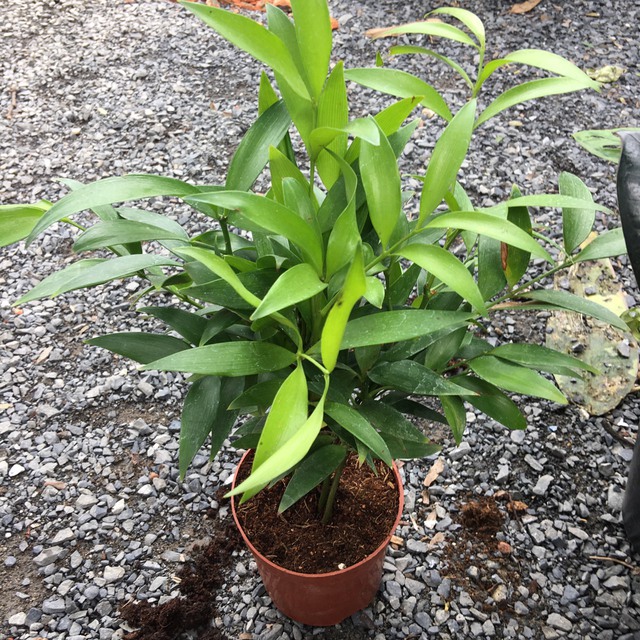 Loại c&acirc;y &ldquo;giữ tiền", mang lại b&igrave;nh an: Nhiều nh&agrave; trồng m&agrave; kh&ocirc;ng biết n&oacute; c&oacute; t&aacute;c dụng giải độc- Ảnh 1.