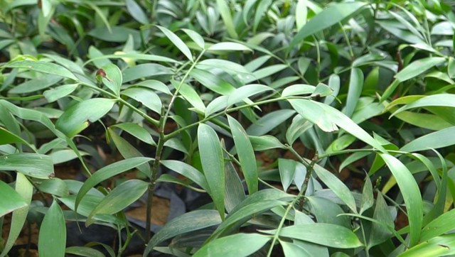 Loại c&acirc;y &ldquo;giữ tiền", mang lại b&igrave;nh an: Nhiều nh&agrave; trồng m&agrave; kh&ocirc;ng biết n&oacute; c&oacute; t&aacute;c dụng giải độc- Ảnh 3.