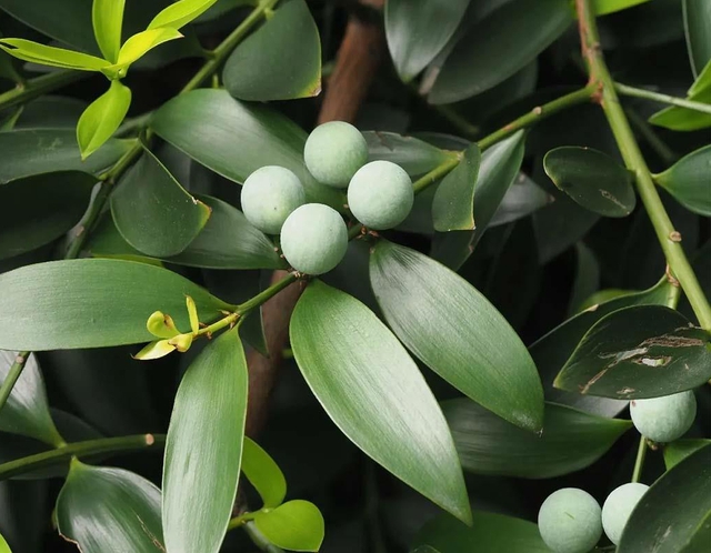 Loại c&acirc;y &ldquo;giữ tiền", mang lại b&igrave;nh an: Nhiều nh&agrave; trồng m&agrave; kh&ocirc;ng biết n&oacute; c&oacute; t&aacute;c dụng giải độc- Ảnh 2.