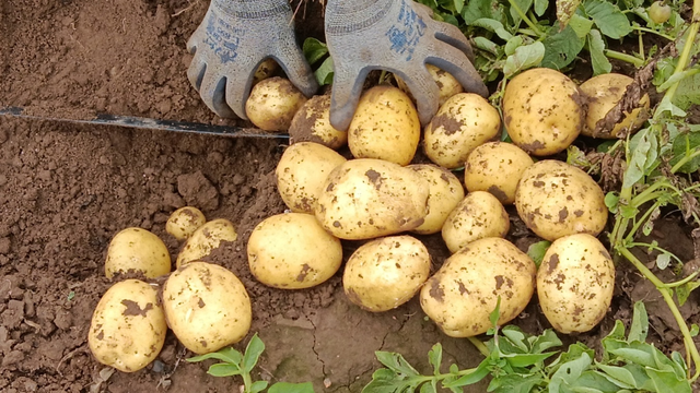 Ra chợ mua khoai t&acirc;y, gặp 4 loại rẻ ngon mắt mấy cũng đừng mua- Ảnh 1.