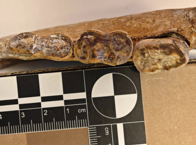 Gấu ph&aacute; vỡ quy tắc tiến h&oacute;a hai lần trong lịch sử: B&iacute; ẩn h&eacute; lộ từ bộ răng cổ đại- Ảnh 4.