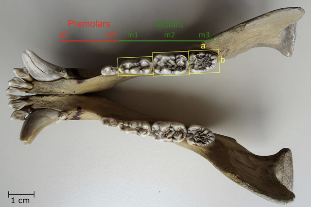 Gấu ph&aacute; vỡ quy tắc tiến h&oacute;a hai lần trong lịch sử: B&iacute; ẩn h&eacute; lộ từ bộ răng cổ đại- Ảnh 1.