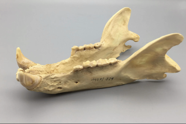 Gấu ph&aacute; vỡ quy tắc tiến h&oacute;a hai lần trong lịch sử: B&iacute; ẩn h&eacute; lộ từ bộ răng cổ đại- Ảnh 3.