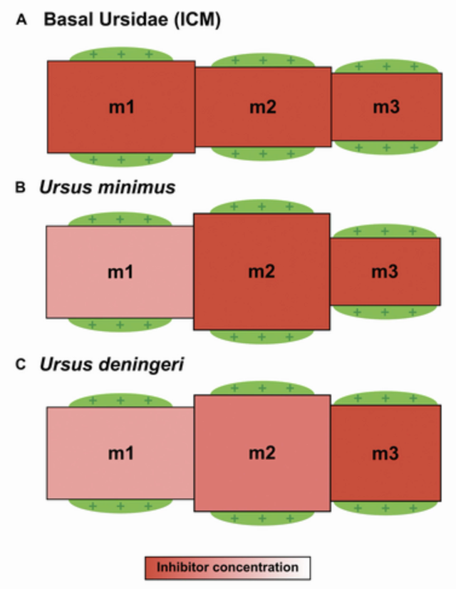 Gấu ph&aacute; vỡ quy tắc tiến h&oacute;a hai lần trong lịch sử: B&iacute; ẩn h&eacute; lộ từ bộ răng cổ đại- Ảnh 2.