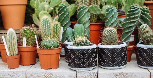 7 loại c&acirc;y kh&ocirc;ng n&ecirc;n trồng trong nh&agrave;: Vừa l&agrave; biểu tượng của vận xui, vừa chứa chất độc- Ảnh 1.