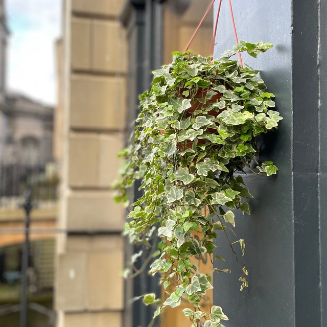 7 loại c&acirc;y kh&ocirc;ng n&ecirc;n trồng trong nh&agrave;: Vừa l&agrave; biểu tượng của vận xui, vừa chứa chất độc- Ảnh 7.