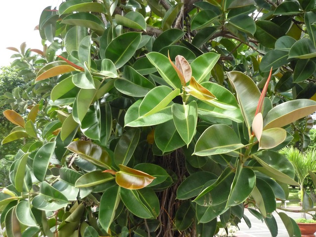 7 loại c&acirc;y kh&ocirc;ng n&ecirc;n trồng trong nh&agrave;: Vừa l&agrave; biểu tượng của vận xui, vừa chứa chất độc- Ảnh 6.