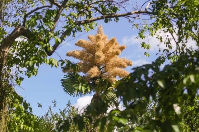 Lo&agrave;i c&acirc;y hiếm bậc nhất h&agrave;nh tinh nở ra 25 triệu b&ocirc;ng hoa 1 lần duy nhất sau 70 năm, cả thế giới ngước nh&igrave;n cho&aacute;ng ngợp- Ảnh 1.