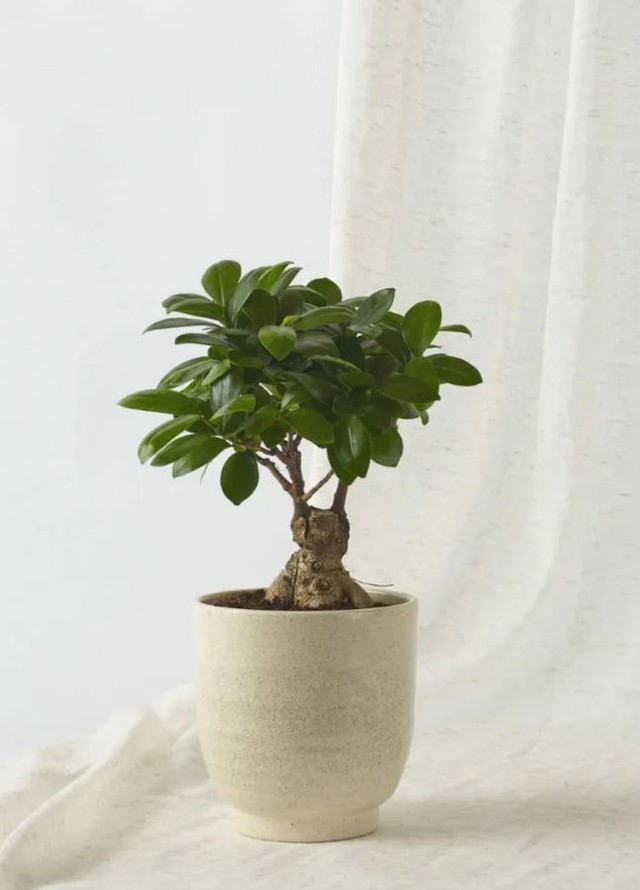 4 loại cây không nên đặt ở cửa ra vào- Ảnh 2. 4 loại cây không nên đặt ở cửa ra vào- Ảnh 2.