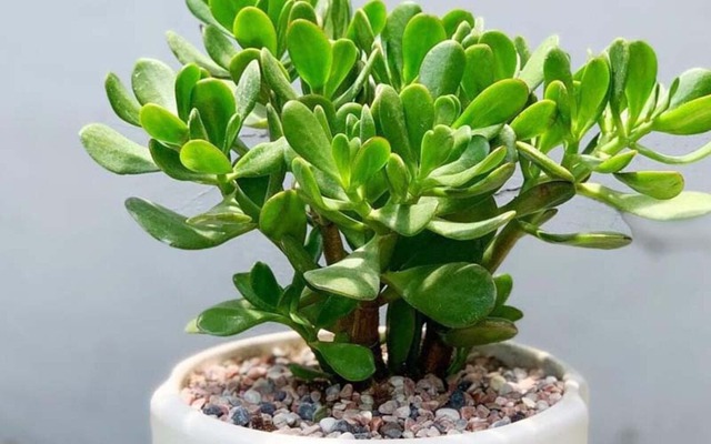 5 loại cây lọc không khí 'gọi lộc' cho năm mới: Đơn giản nhưng hiệu quả rõ rệt- Ảnh 2. 5 loại cây lọc không khí 'gọi lộc' cho năm mới: Đơn giản nhưng hiệu quả rõ rệt- Ảnh 2.