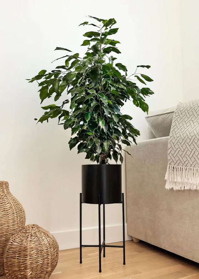 4 loại cây không nên đặt ở cửa ra vào- Ảnh 4. 4 loại cây không nên đặt ở cửa ra vào- Ảnh 4.