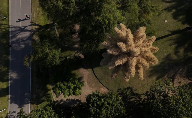 Lo&agrave;i c&acirc;y hiếm bậc nhất h&agrave;nh tinh nở ra 25 triệu b&ocirc;ng hoa 1 lần duy nhất sau 70 năm, cả thế giới ngước nh&igrave;n cho&aacute;ng ngợp- Ảnh 3.