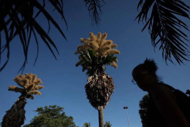 Lo&agrave;i c&acirc;y hiếm bậc nhất h&agrave;nh tinh nở ra 25 triệu b&ocirc;ng hoa 1 lần duy nhất sau 70 năm, cả thế giới ngước nh&igrave;n cho&aacute;ng ngợp- Ảnh 2.