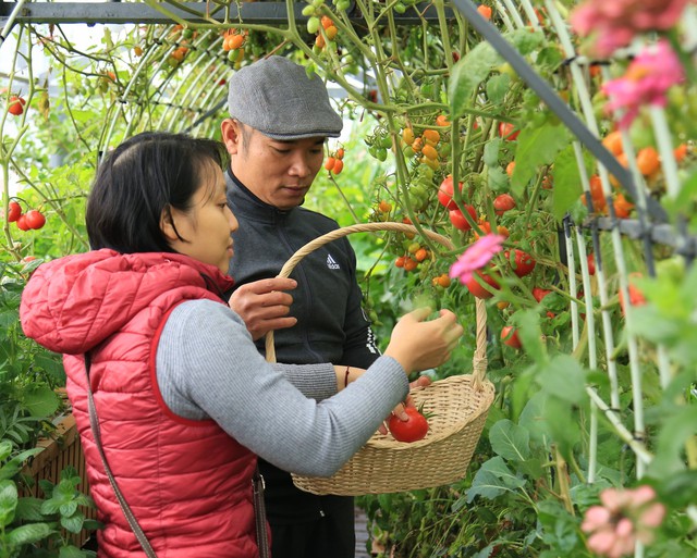 Kỹ sư Hà Nội bỏ việc công ty, chi gần 1 tỷ đồng xây cả khu vườn trên sân thượng, nuôi 12 con gà và gần 100 con cá- Ảnh 6.